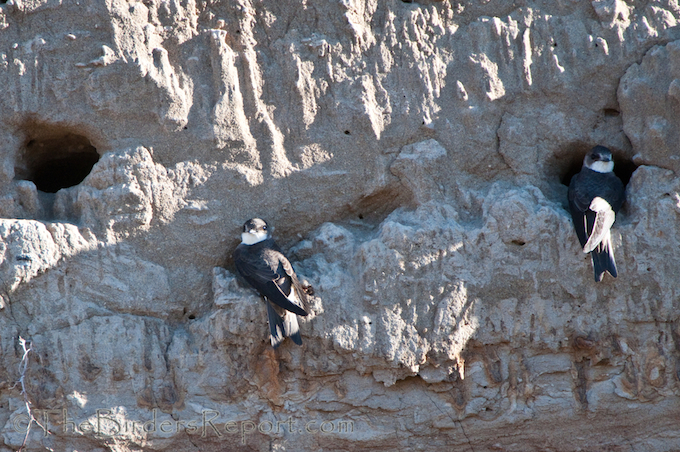 Bank Swallow