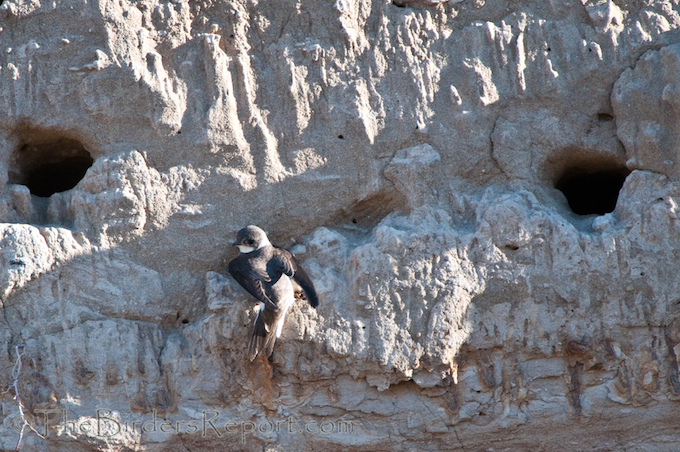 Bank Swallow