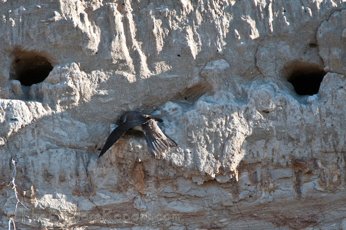 Bank Swallow