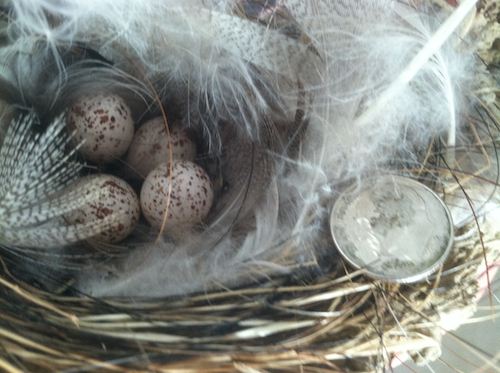 Barn Swallow Nest with Eggs