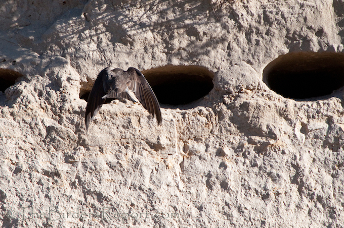 Bank Swallow