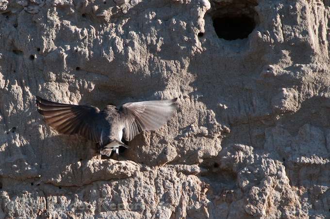 Bank Swallow