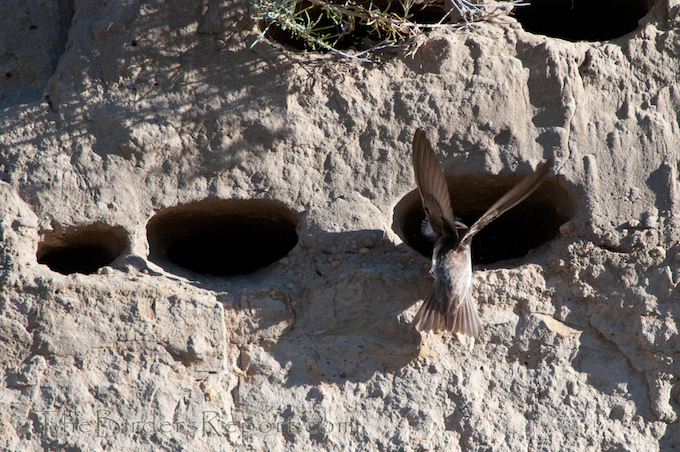 Bank Swallow