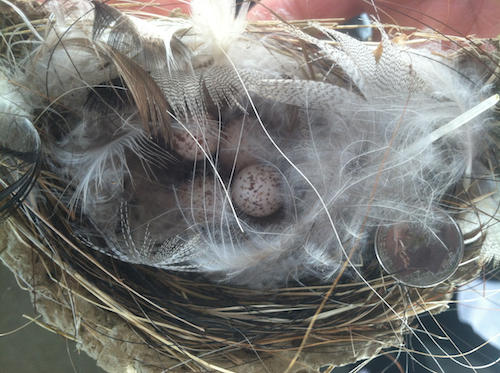 Barn Swallow Nest with Eggs