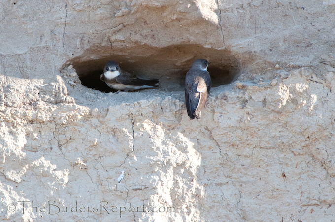 Bank Swallow