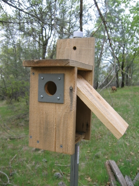 Birdhouse And Nest Box Plans For Several Bird Species The Birders Report