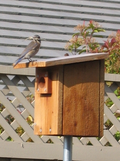 Female Bluebird With Nesting Material Atop Bluebird House