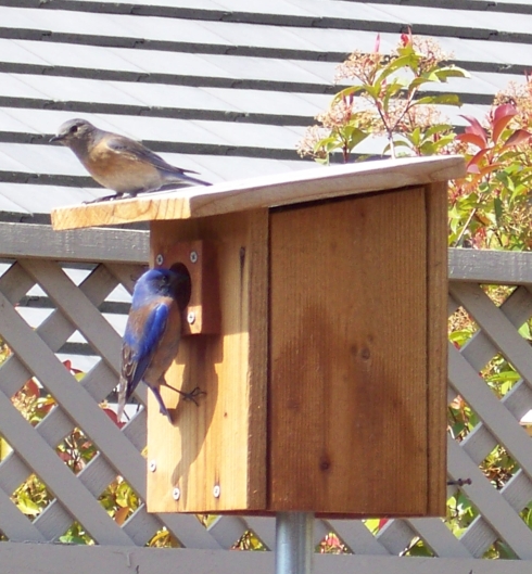 Bluebird Pair Start Nestbuilding