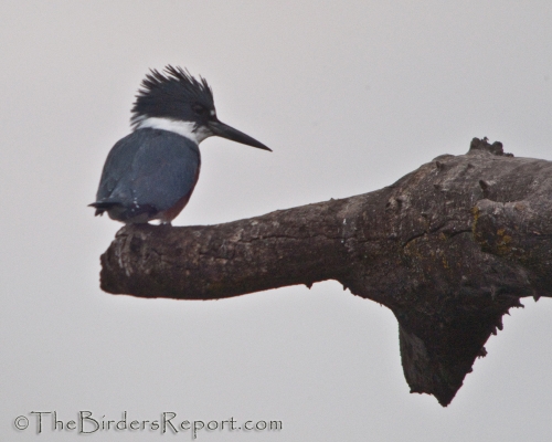 The Curious and Striking Belted Kingfisher - American Birding