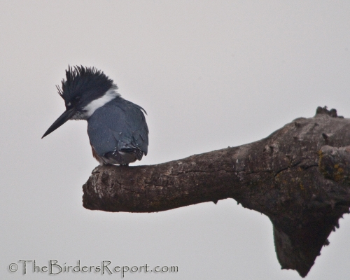 Belted kingfisher's raucous call is unmistakable - Campbell River