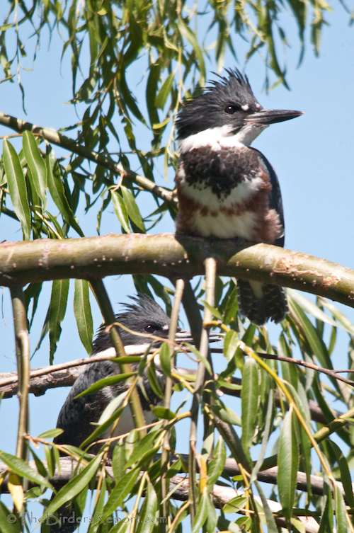 Belted Kingfisher Female