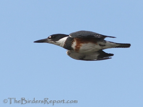 Belted Kingfisher Comes To Roost