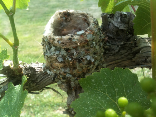 Blue-gray Gnatcatcher Nest