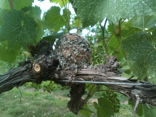 Blue-gray Gnatcatcher Nest