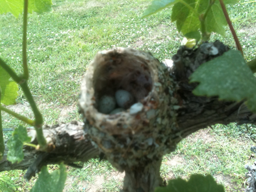 Blue-gray Gnatcatcher Nest with Eggs