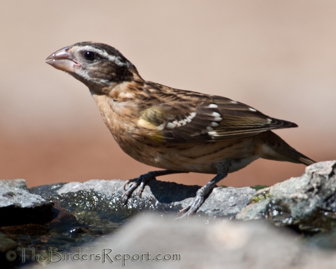 Black-headed Grosbeak