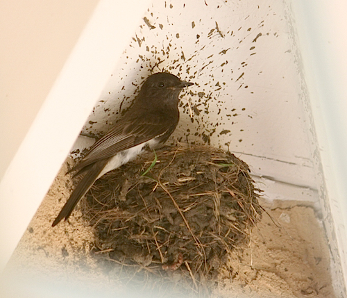 Black Phoebe at Nest