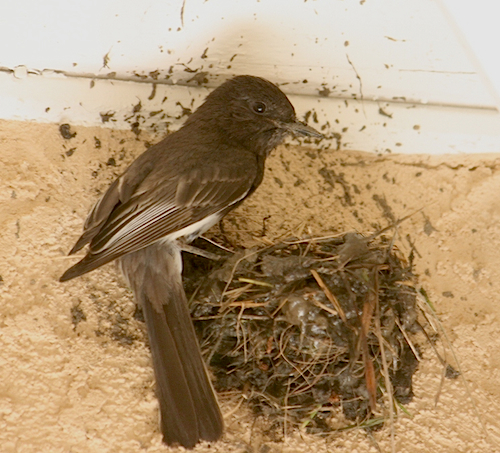 Black Phoebe Building Nest