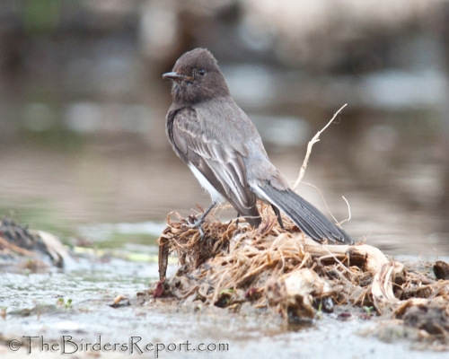 Black Phoebe Identification, All About Birds, Cornell Lab of Ornithology