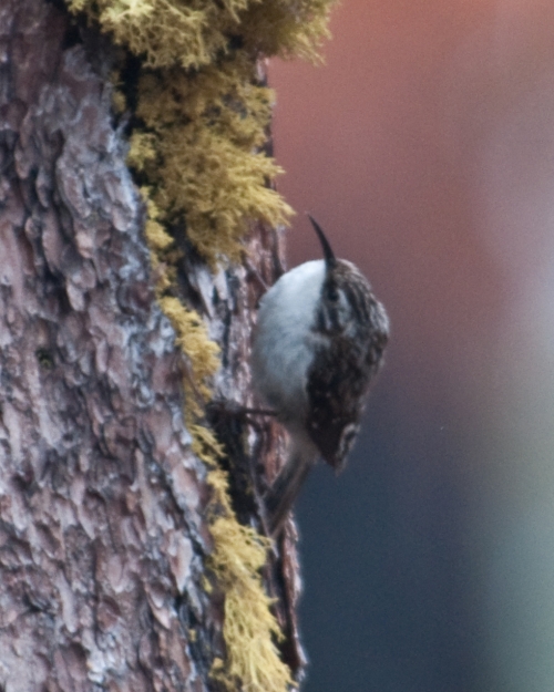 Brown Creeper