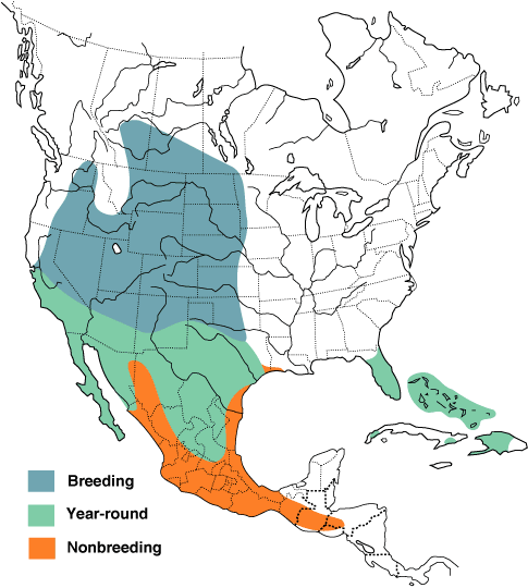 map of western burrowing owls are found where in texas