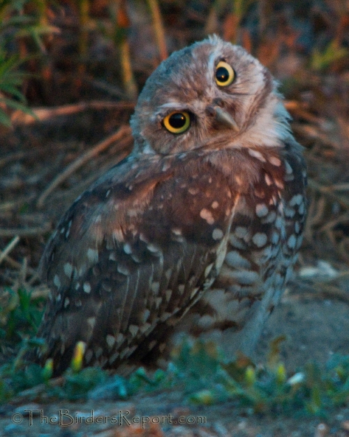 California Burrowing Owl Consortium Meeting | The Birders Report