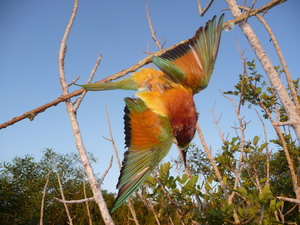 Bee-eater Caught In Lime Stick Trap