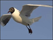 Black-heded Gull