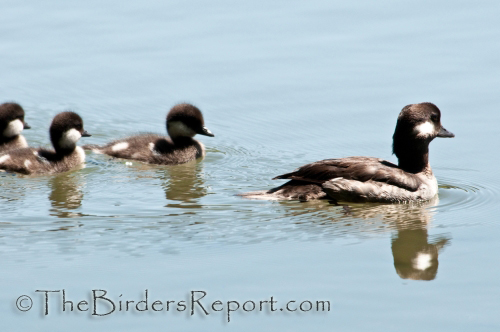 Bufflehead Chicks