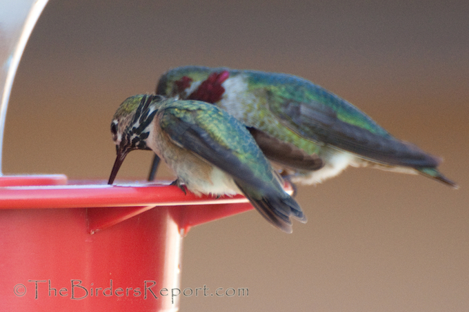 Calliope and Anna's Male Hummingbirds