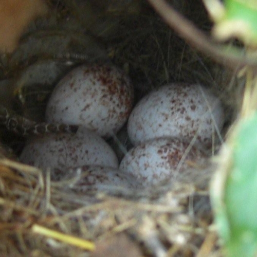 Bird Egg Identification Chart