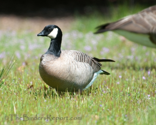 The Smallest Canada Goose the Cackling Goose The Birders Report