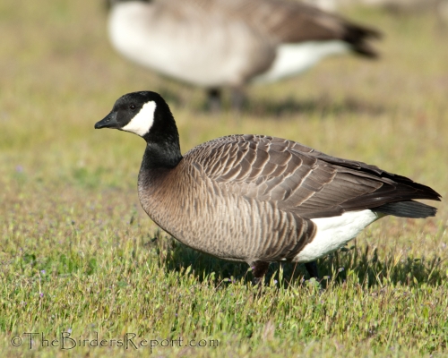 Cackling Goose Identification, All About Birds, Cornell Lab of