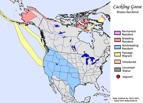 Canada Goose Overview, All About Birds, Cornell Lab of Ornithology