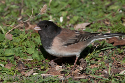 Dark-eyed Junco