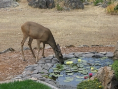 Deer At Pond
