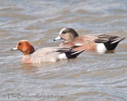 eurasian wigeon vs american wigeon