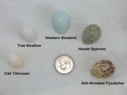 Identifying Bird Eggs Chart