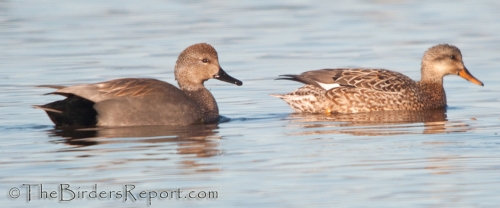 Gadwall Pair