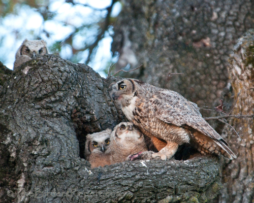 A Great Horned Owl Feeding Owlets The Birders Report