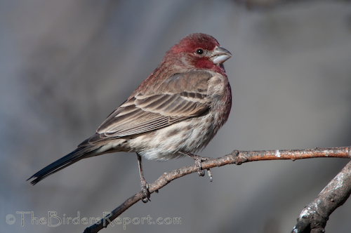 House Finch