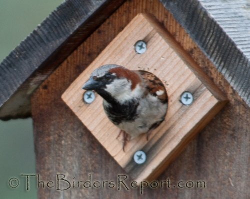 house sparrow, sparrow