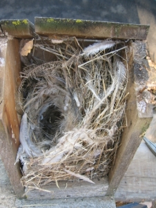 House Sparrow Nest