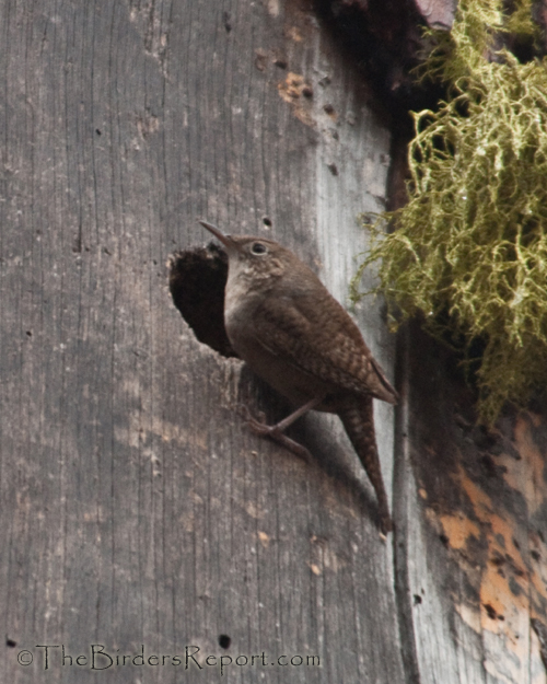 House Wren