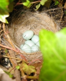House Finch Nest, house finch eggs