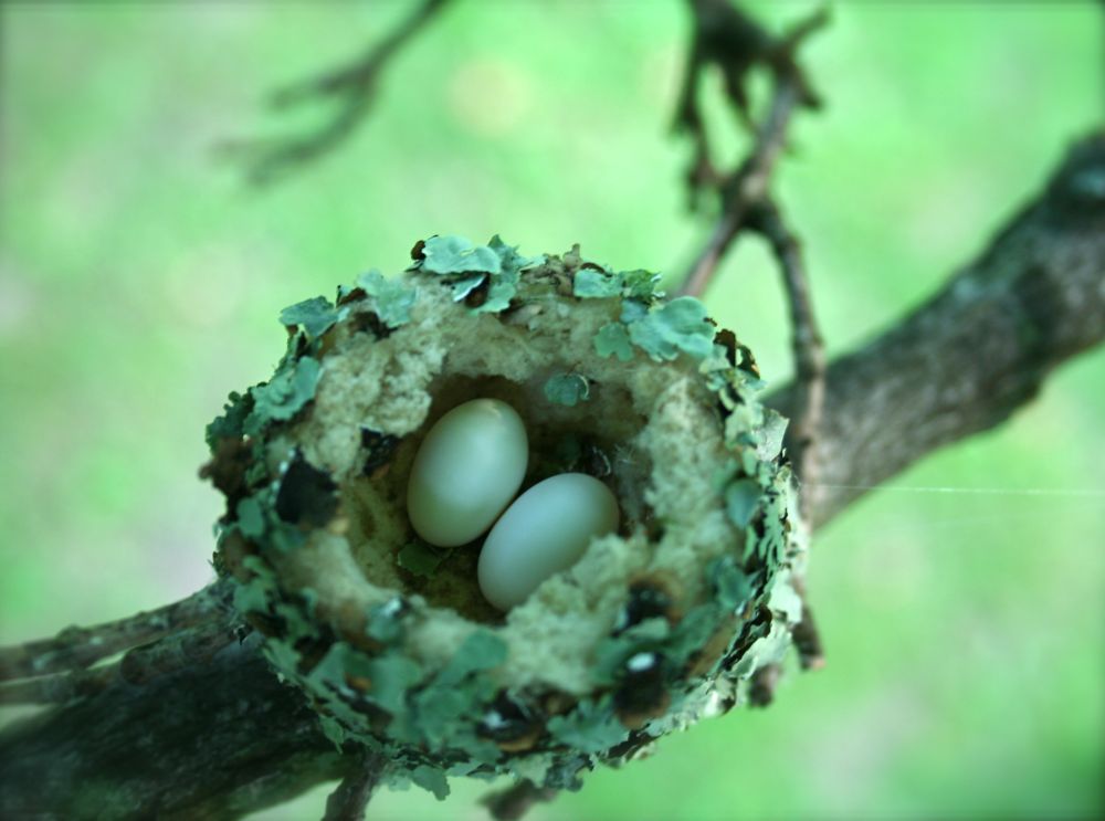 hummingbird nest, hummingbird eggs