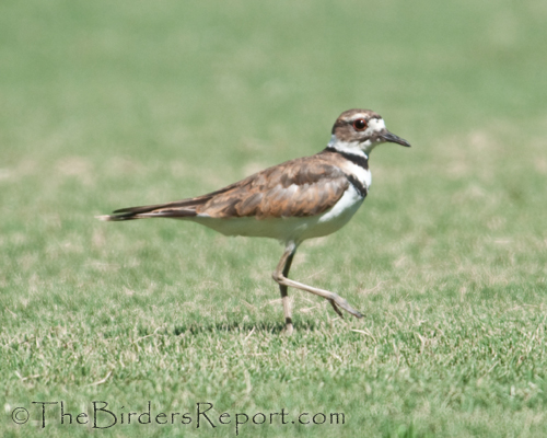 killdeer, plover