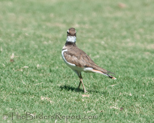 killdeer, plover, shorebird