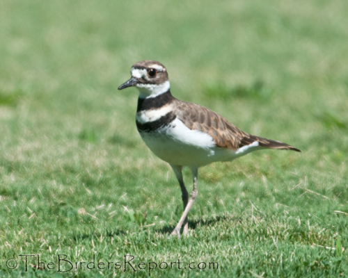 killdeer, plover, shorebird