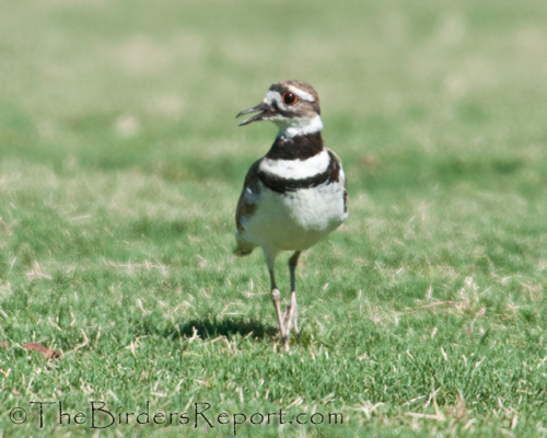 killdeer, plover, shorebird